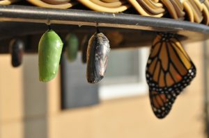 Leading Through Change